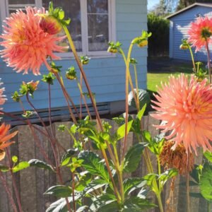 Alternative view of Dahlia Camano Sitka