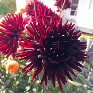 Dahlia Black Jack