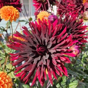 Alternative view of Dahlia Black Jack