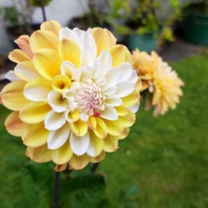 Alternative view of Dahlia Double Jill