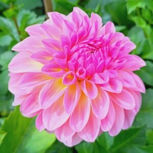 Dahlia Esli