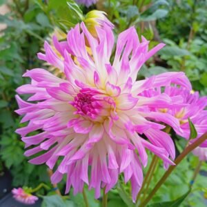 Dahlia Bold Accent