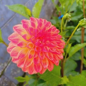 Alternative view of Dahlia Jowey Chantal