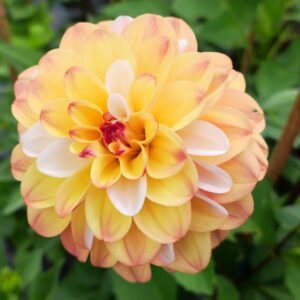 Dahlia Double Jill
