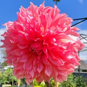 Dahlia Islander