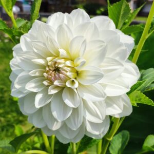 Dahlia Joal Louisa