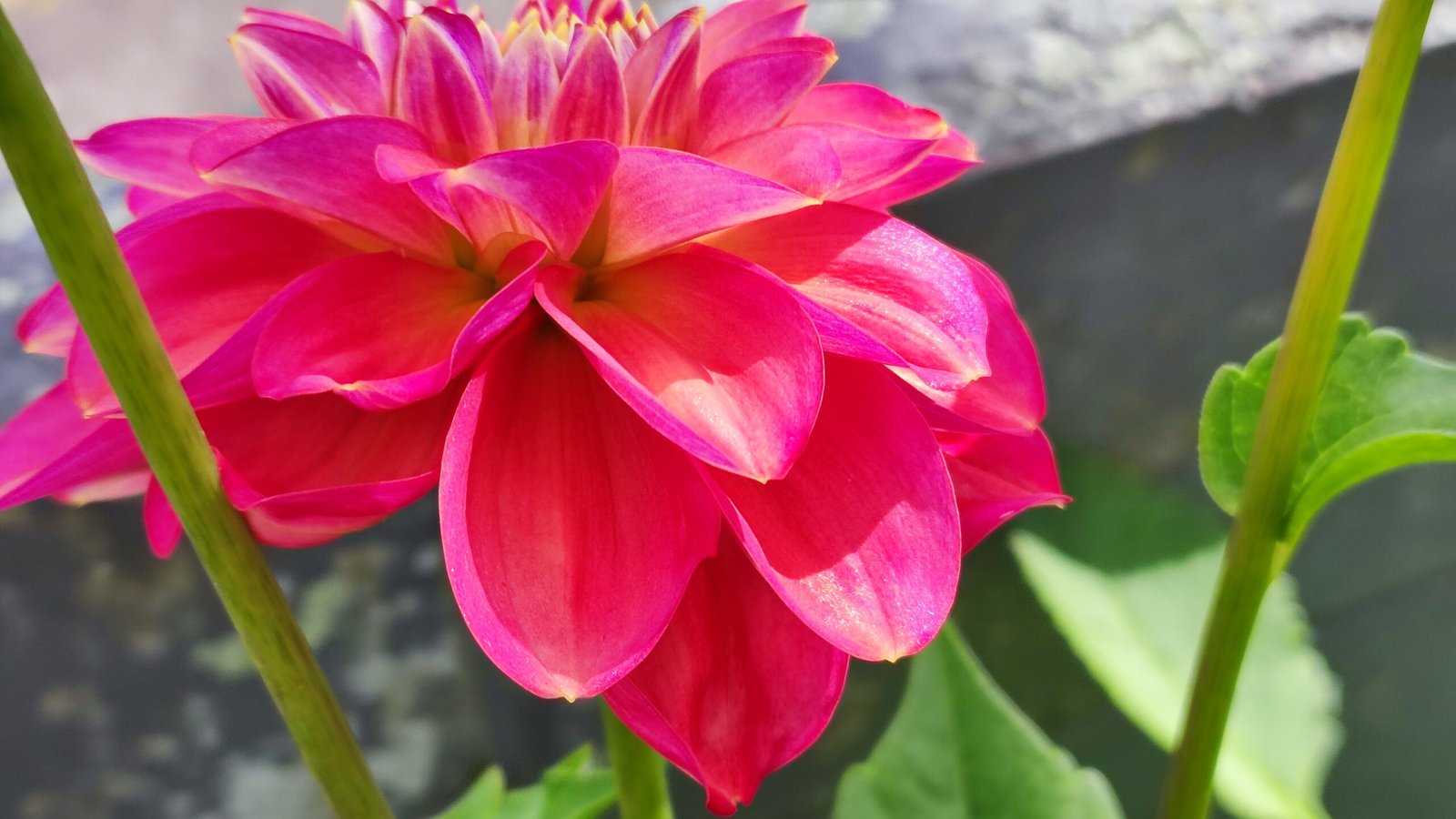 Dahlia Milena Fleur - Image 2