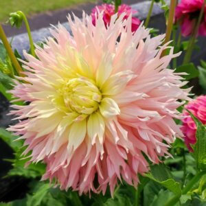 Dahlia Hapet Champagne