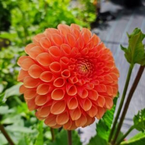 Alternative view of Dahlia Jowey Linda