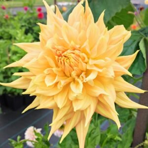 Dahlia Gargantuan