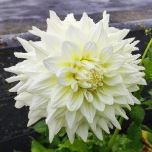 Dahlia Kea Magic