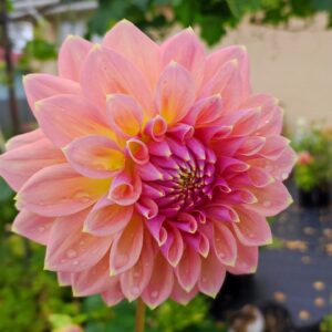 Dahlia Castle Drive