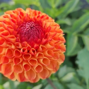 Alternative view of Dahlia Ms Kennedy