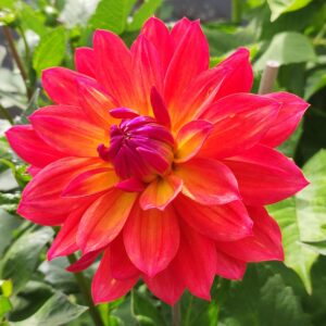 Dahlia Firepot