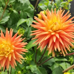 Alternative view of Dahlia Ryecroft Zoe