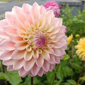 Dahlia Coralie