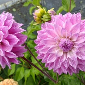 Dahlia Berwick Wood