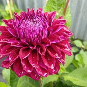 Alternative view of Dahlia Diva