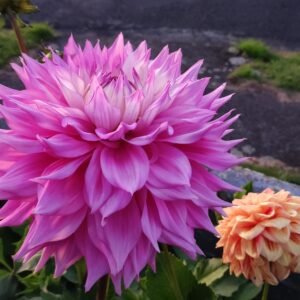Dahlia Sir Alf Ramsey