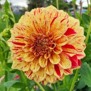 Dahlia Painted Madam aka Gloriosa