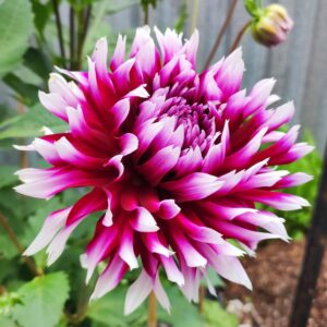 Dahlia Claire Obscur