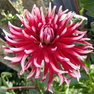 Dahlia Friquolet