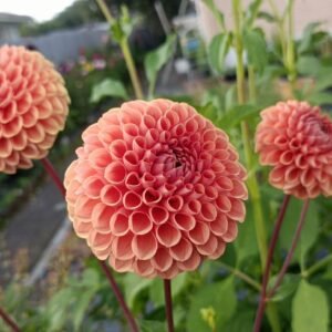 Alternative view of Dahlia Cornel Bronze