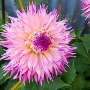 Alternative view of Dahlia Pinelands Princess