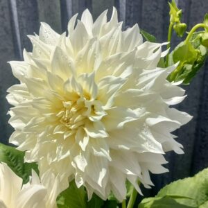 Dahlia Café au Lait Supreme
