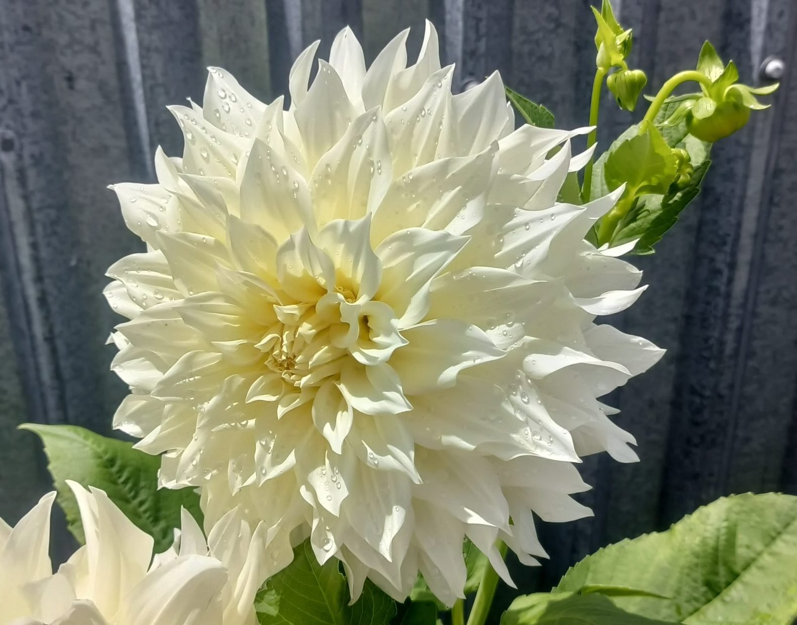 Dahlia Café au Lait Supreme