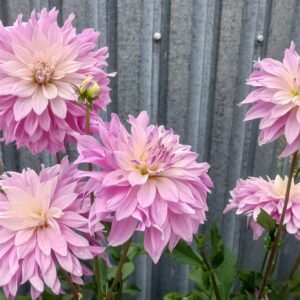 Alternative view of Dahlia Labyrinth Twotone