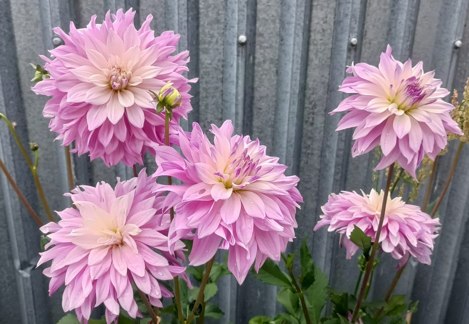 Dahlia Labyrinth Twotone - Image 2