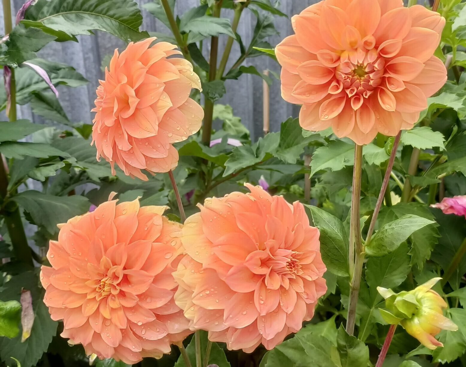 Dahlia Bracken Palomino - Image 2