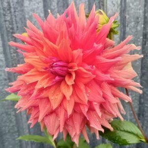 Dahlia Belle of Barmera
