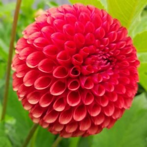 Alternative view of Dahlia Copper Boy