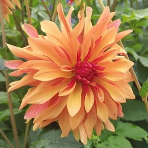 Dahlia French Cancan