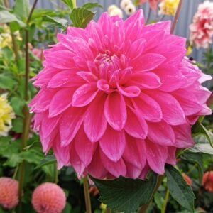Dahlia Bargaly Blush