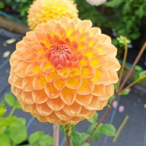 Dahlia Blyton Softer Gleam