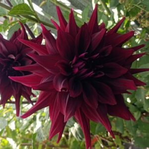 Dahlia Brigitta Alida