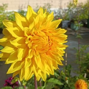 Alternative view of Dahlia Bonaventure