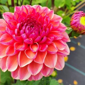 Dahlia Daisy Duke