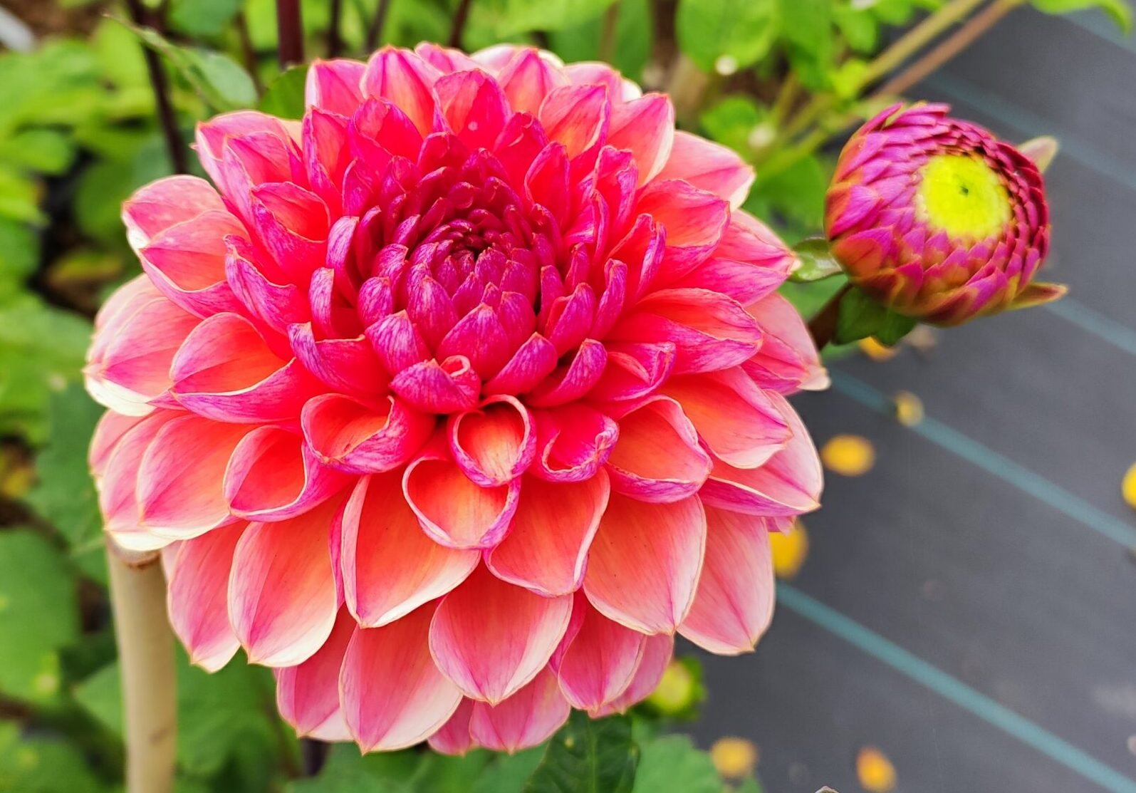 Dahlia Daisy Duke