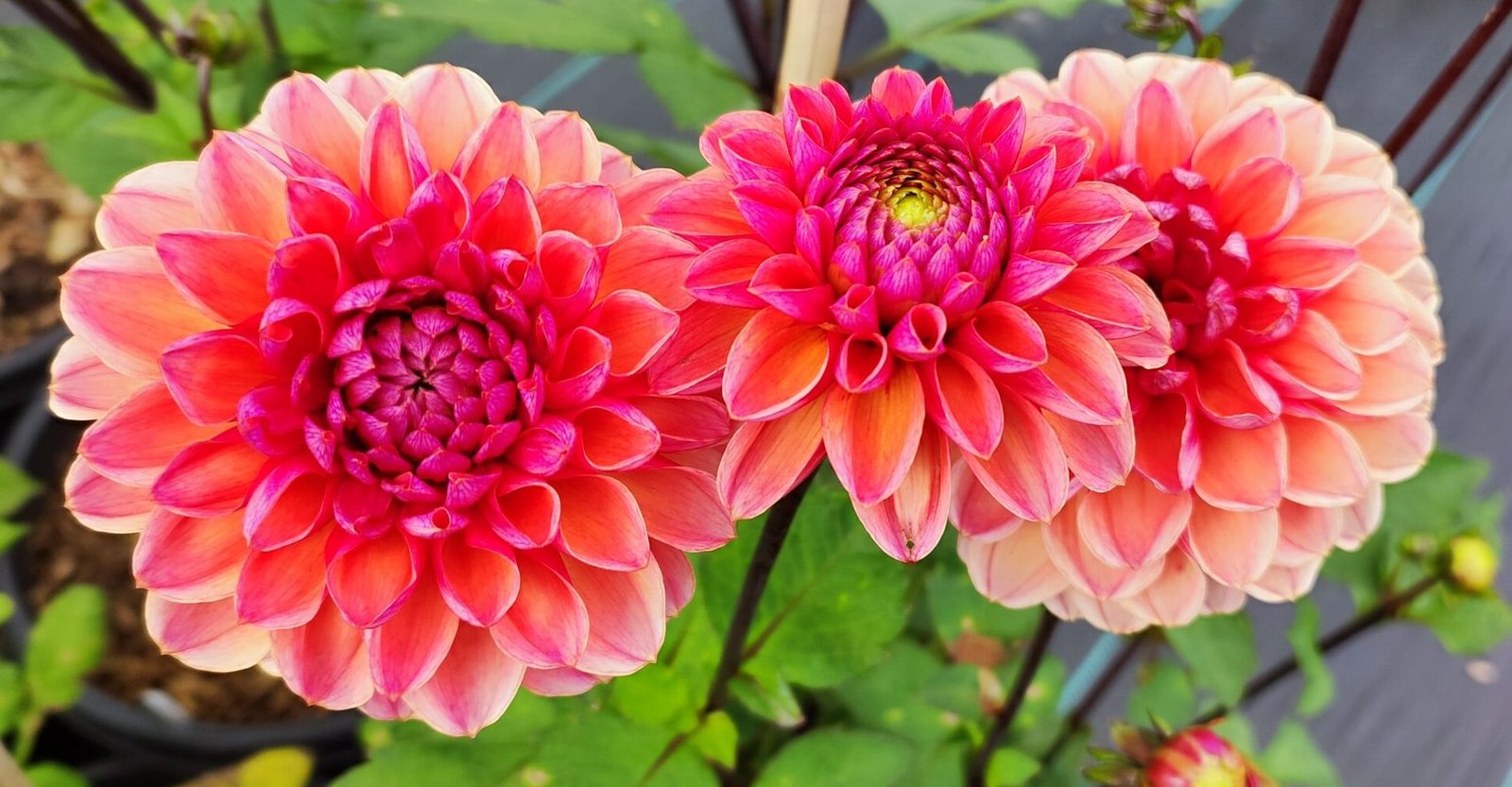 Dahlia Daisy Duke - Image 2