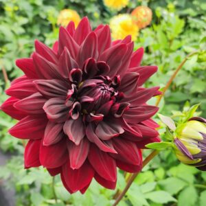 Dahlia Sam Hopkins