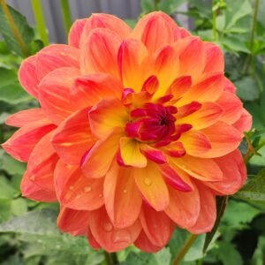 Dahlia Pam Howden