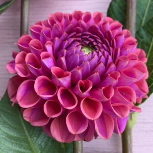 Alternative view of Dahlia Isabel