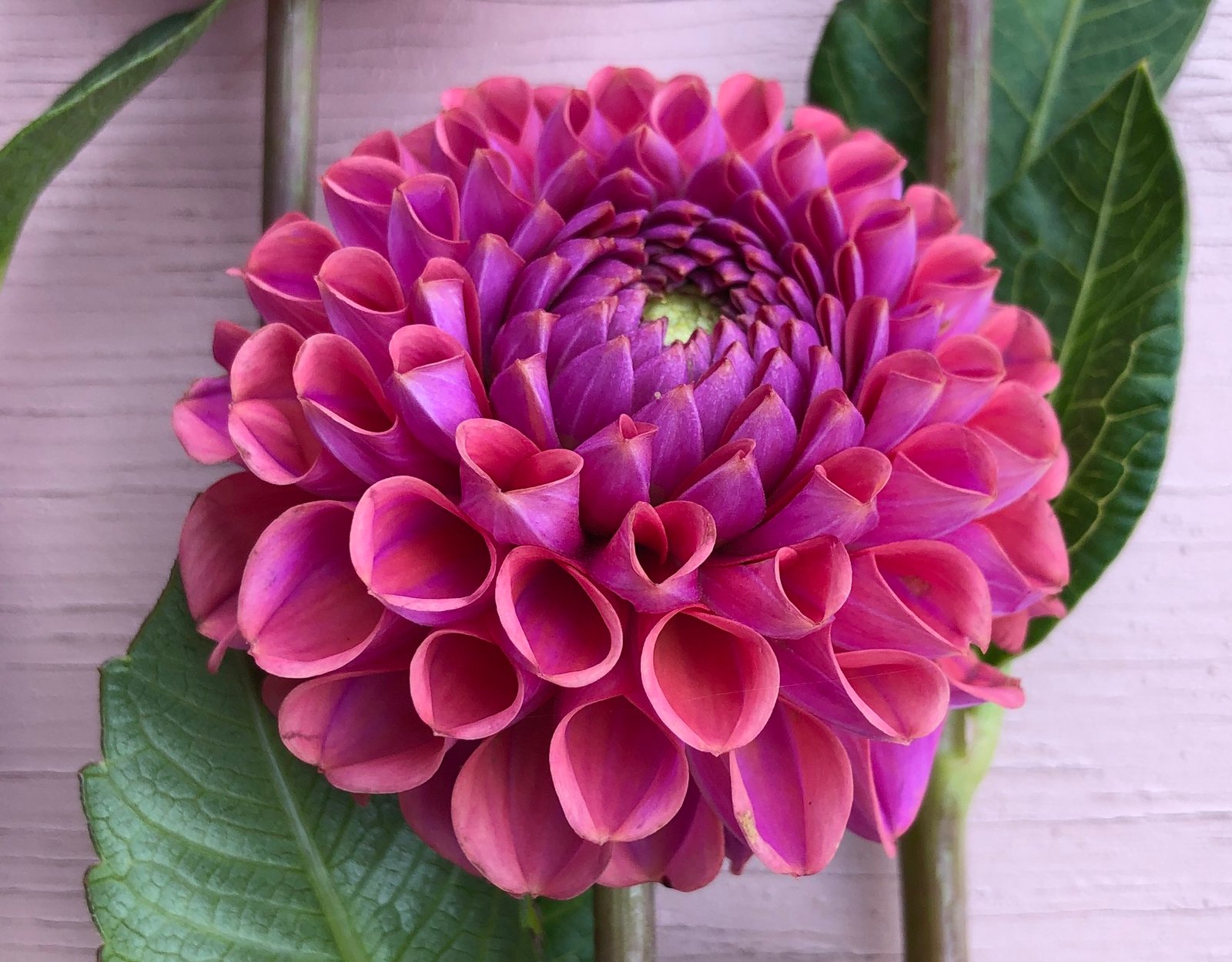 Dahlia Isabel - Image 2