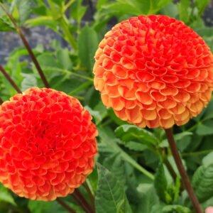 Dahlia Jowey Chantal