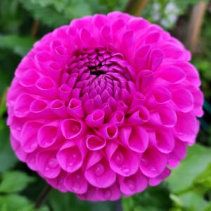 Alternative view of Dahlia Joal Harper