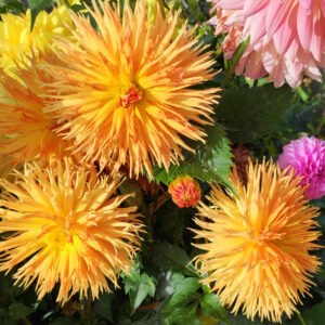 Alternative view of Dahlia Kaiwera Gold